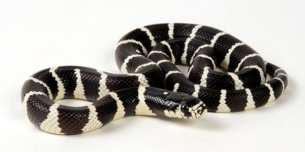 カリフォルニアキングスネークの写真