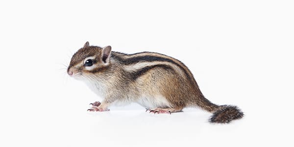 シマリス(背中の5本の縦縞が特徴的な樹上性のリス)