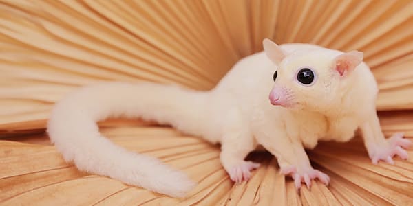 リューシスティックのフクロモモンガ（真っ白な毛色で黒い目が特徴）