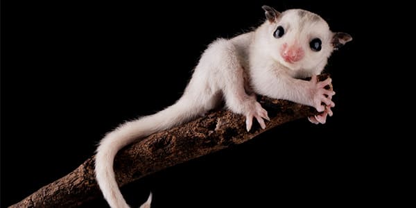 モザイクのフクロモモンガ（白とグレーのまだら模様が個性的）