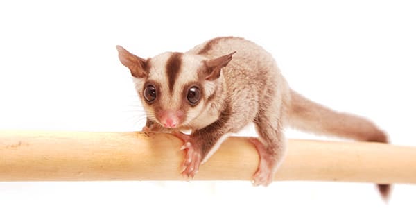 ノーマルカラーのフクロモモンガ（背中に黒い縦線が特徴的な野生色）