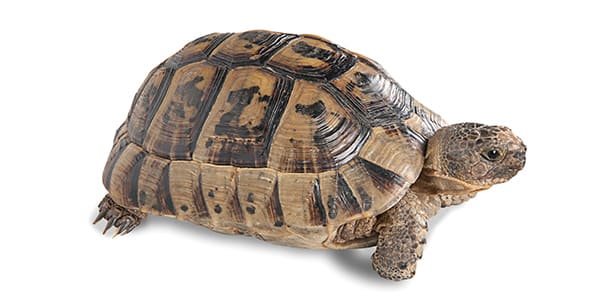 ギリシャリクガメの写真