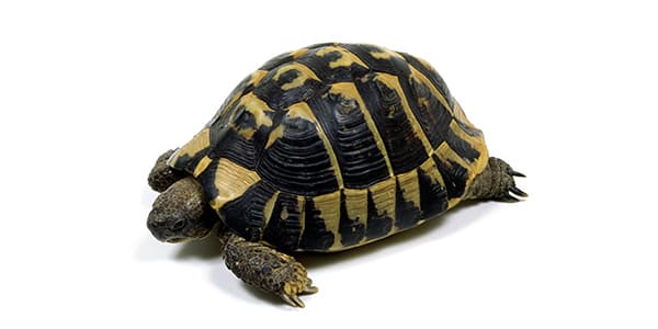 ヘルマンリクガメの写真