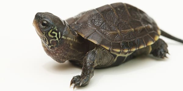 クサガメの写真