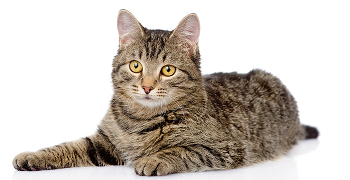 MIX(猫)